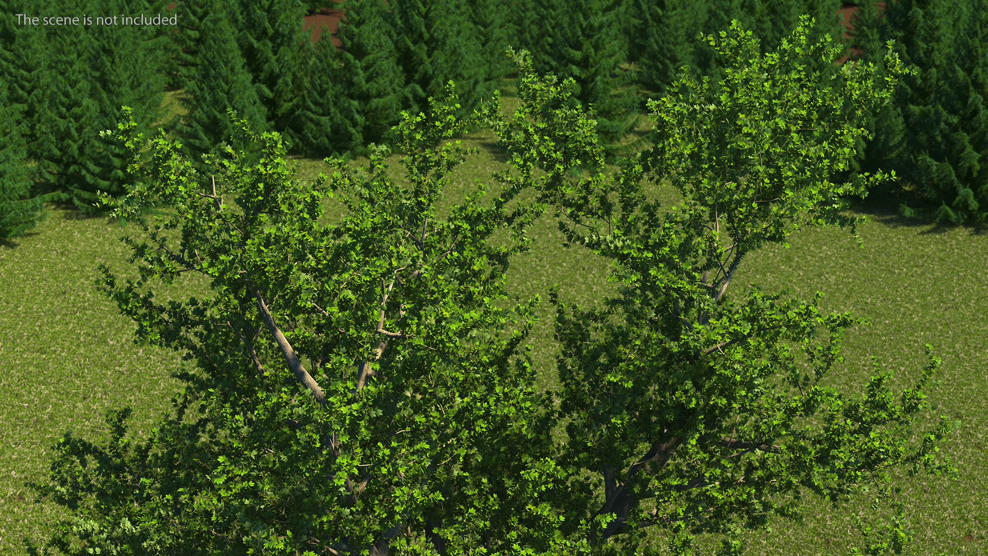 3D model Lush Maple Tree