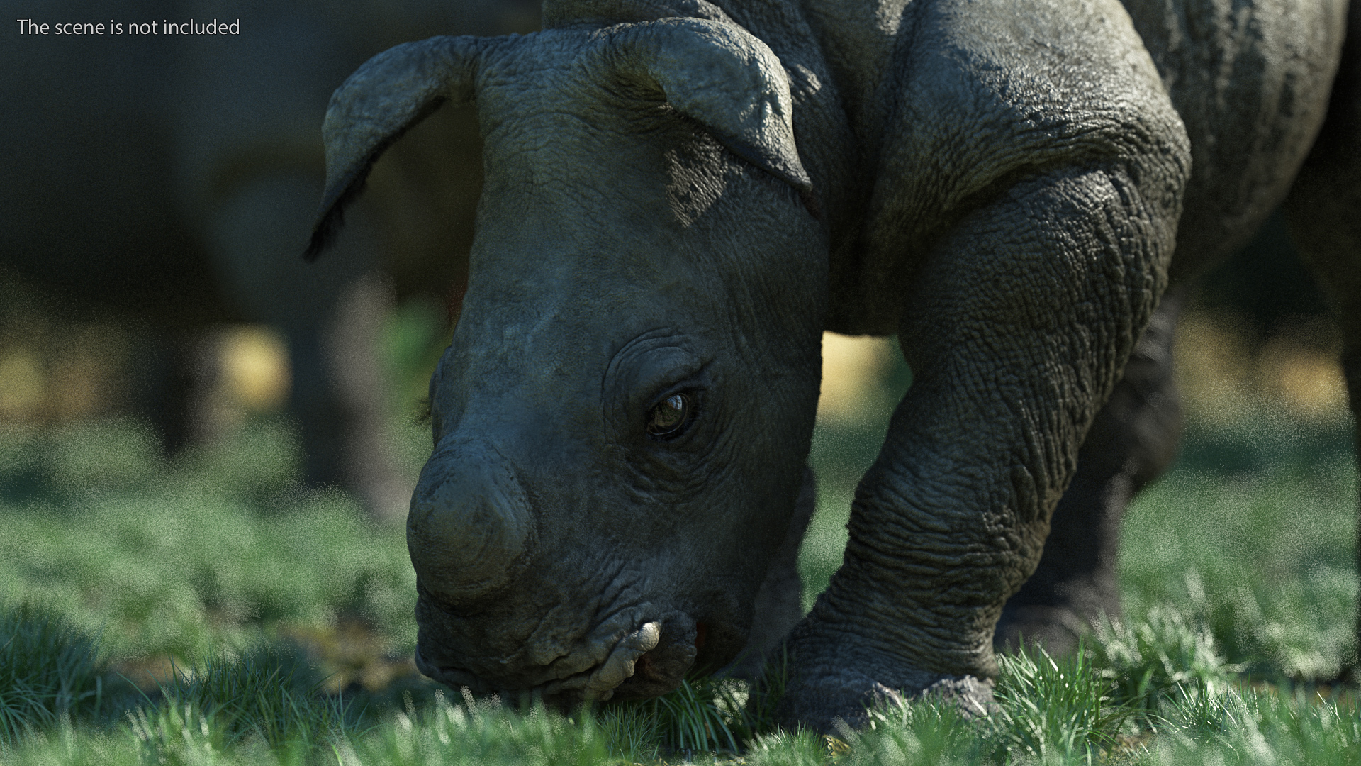 3D Baby Rhino Drinking Pose Fur model