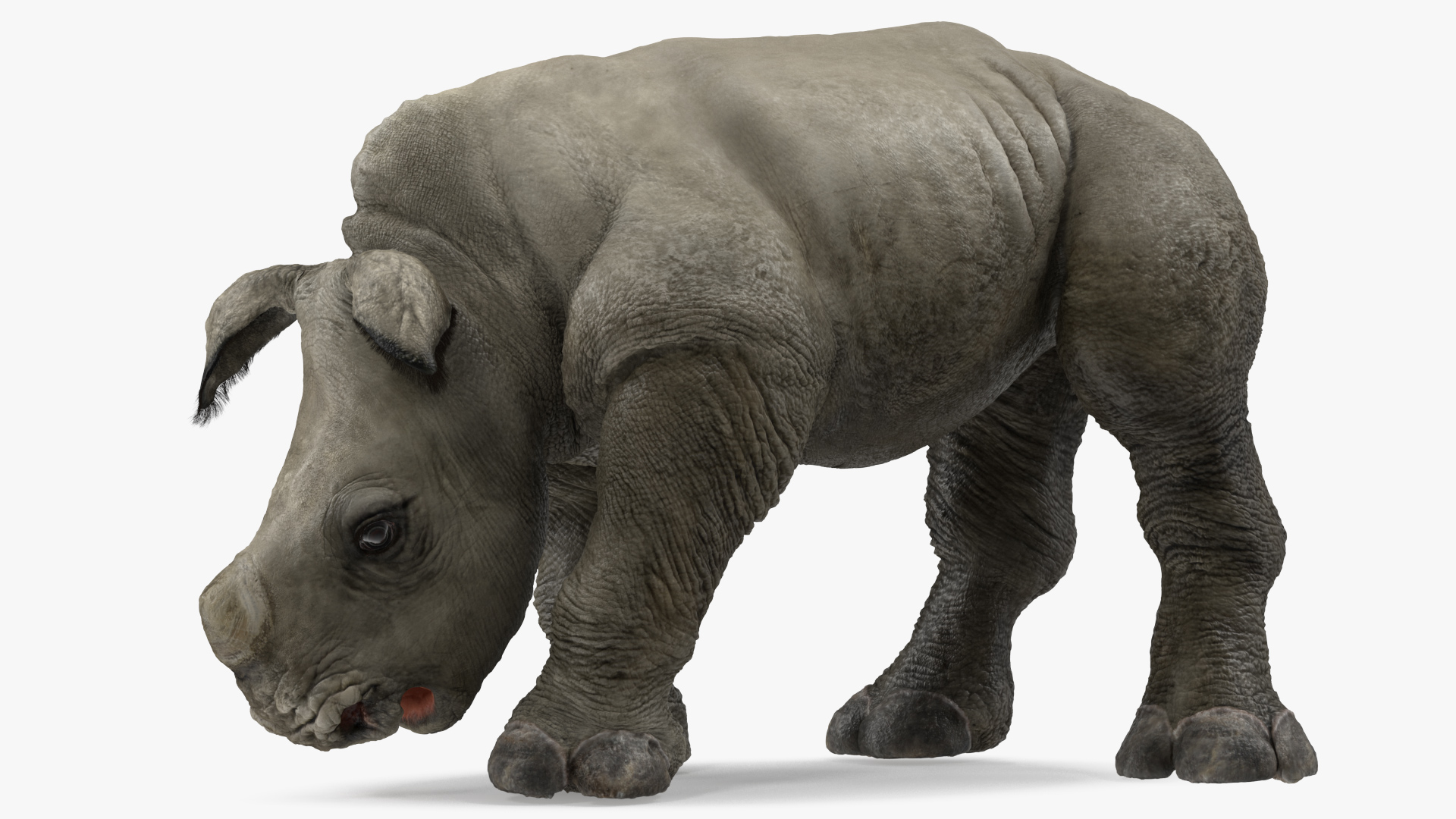 3D Baby Rhino Drinking Pose Fur model