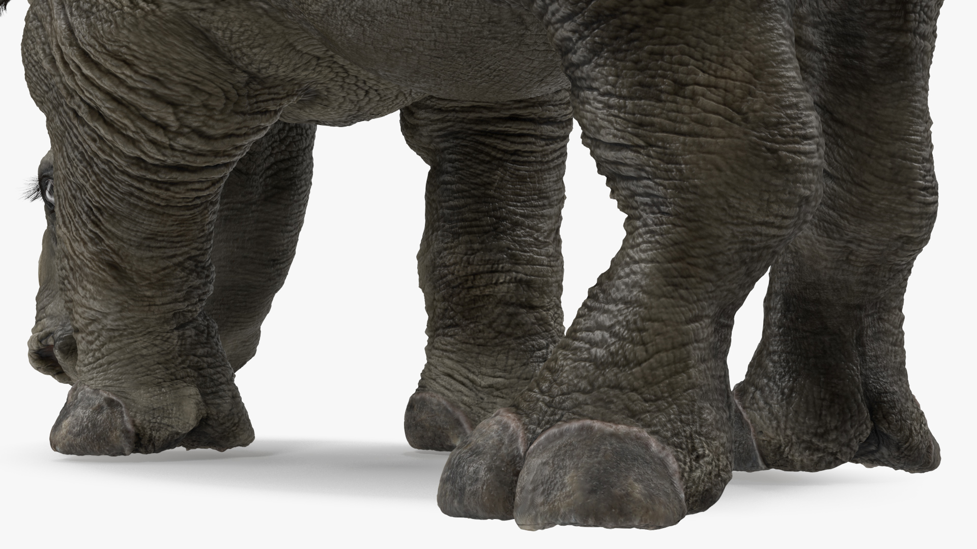 3D Baby Rhino Drinking Pose Fur model