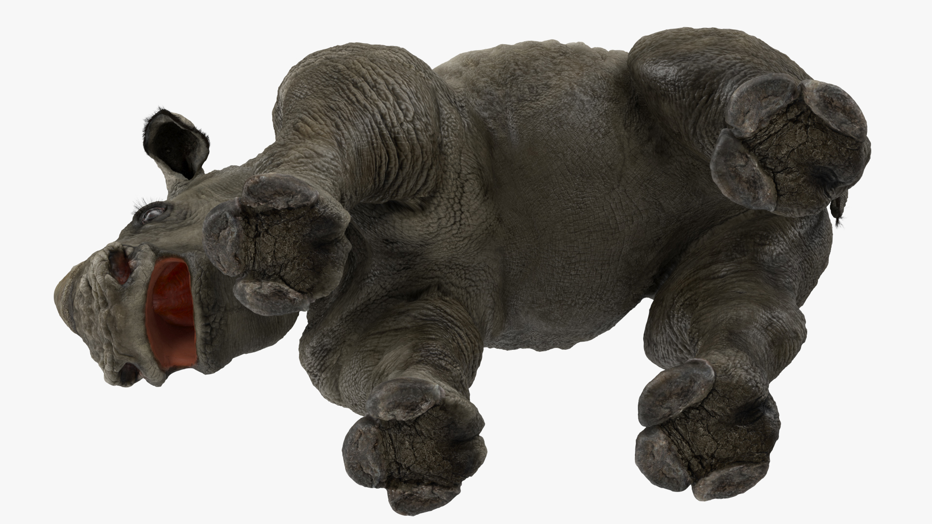 3D Baby Rhino Drinking Pose Fur model