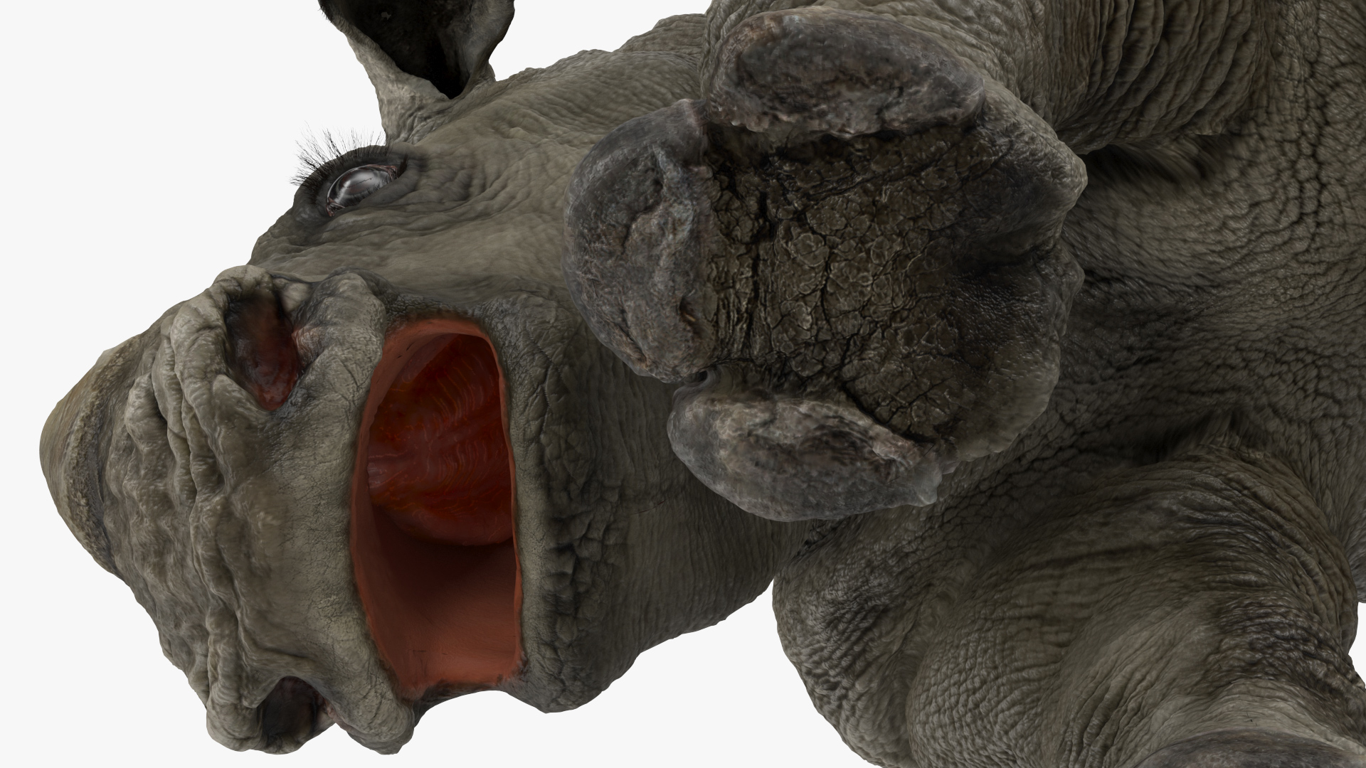 3D Baby Rhino Drinking Pose Fur model