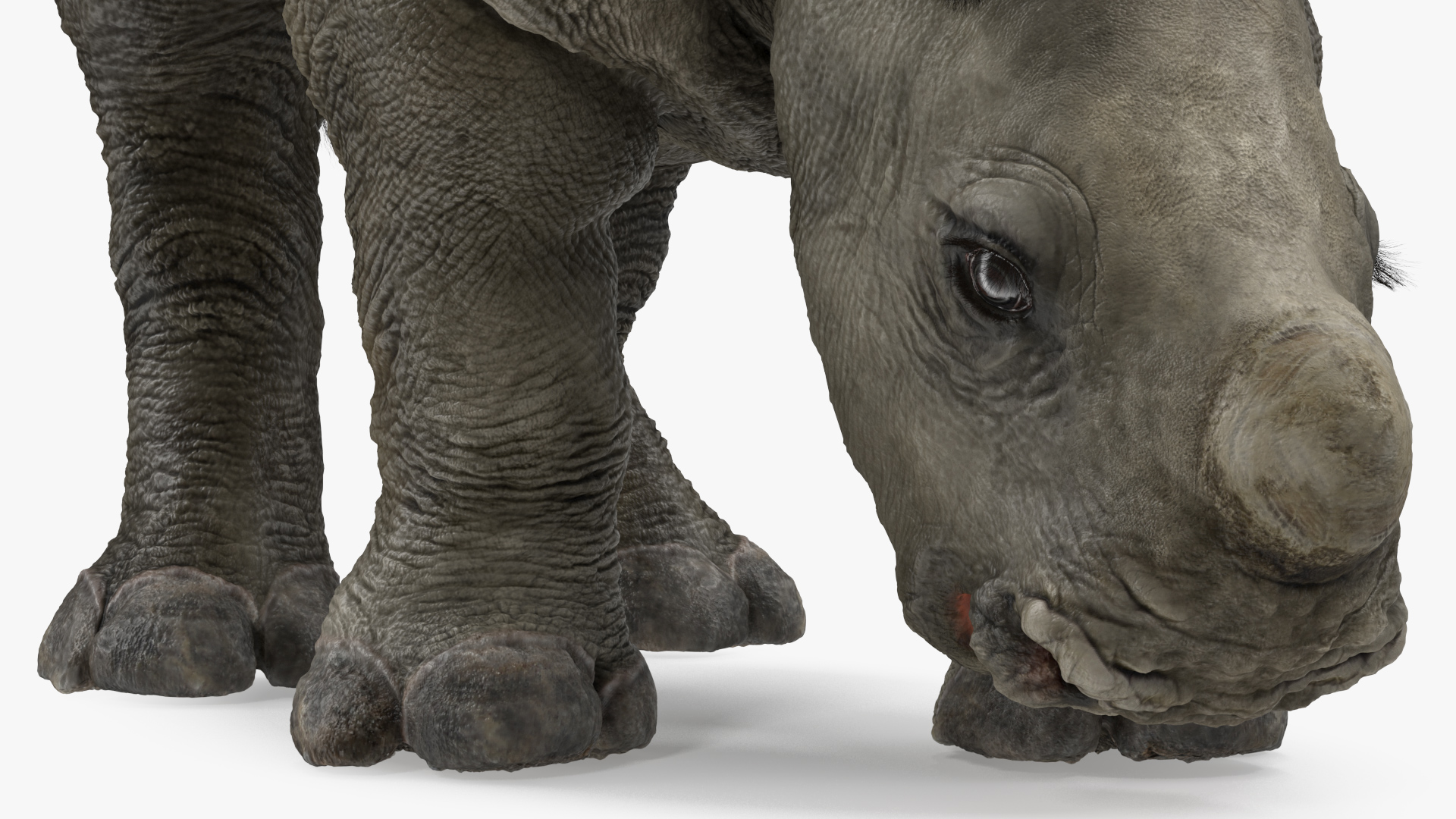3D Baby Rhino Drinking Pose Fur model