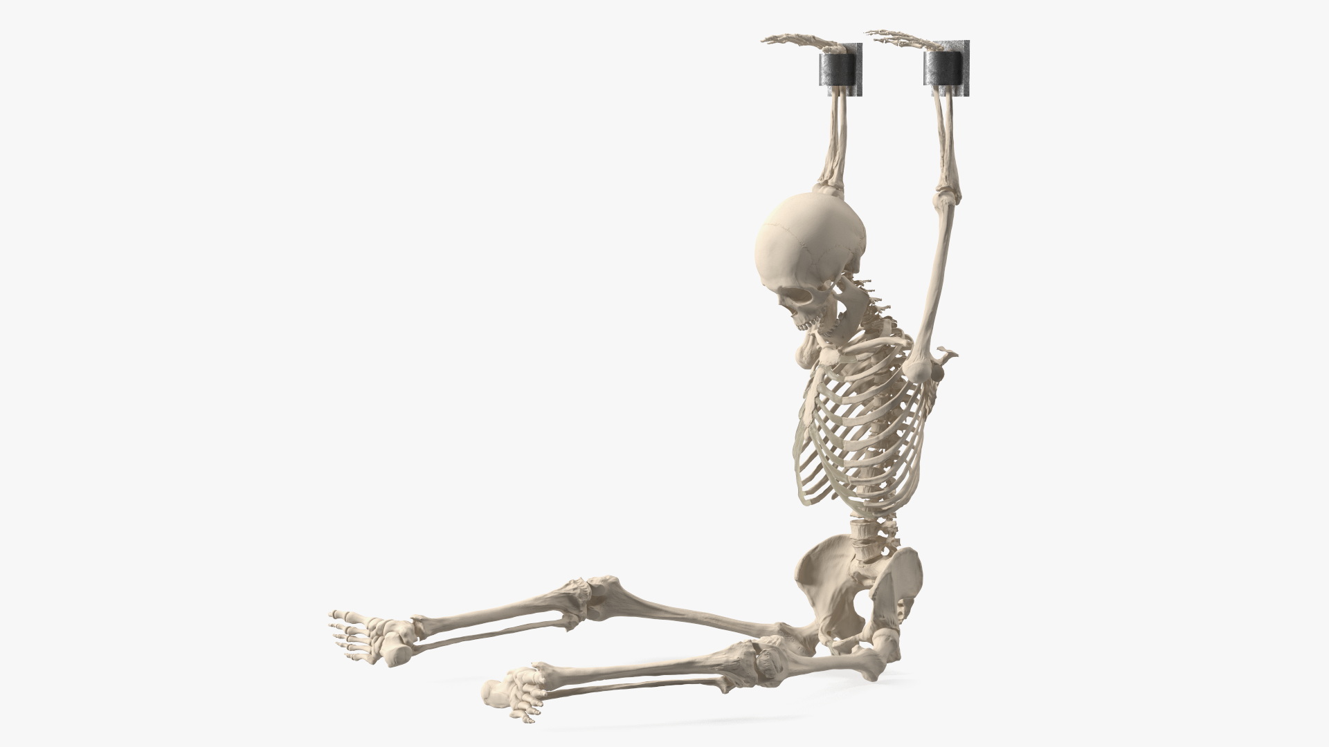 3D Human Male Skeleton Shackled model