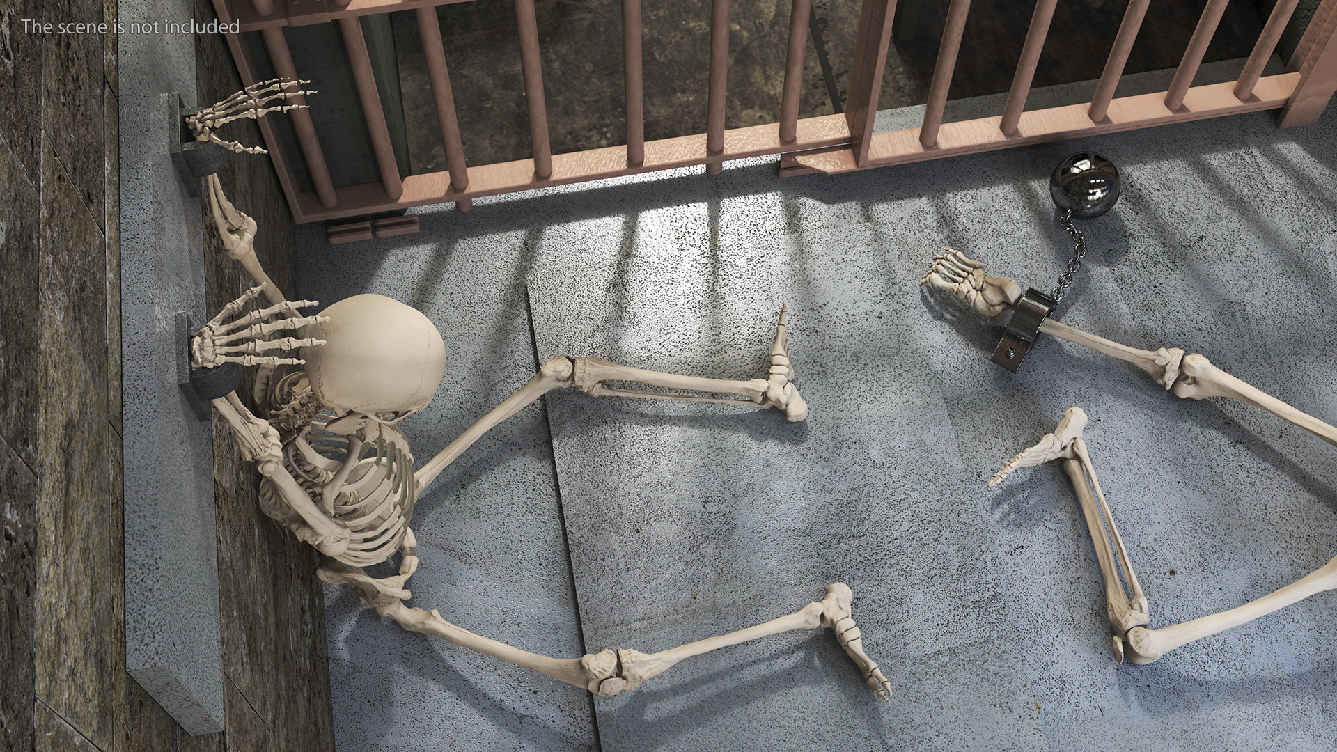 3D Human Male Skeleton Shackled model