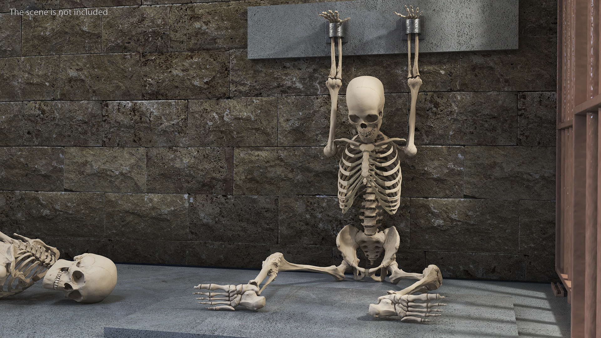 3D Human Male Skeleton Shackled model