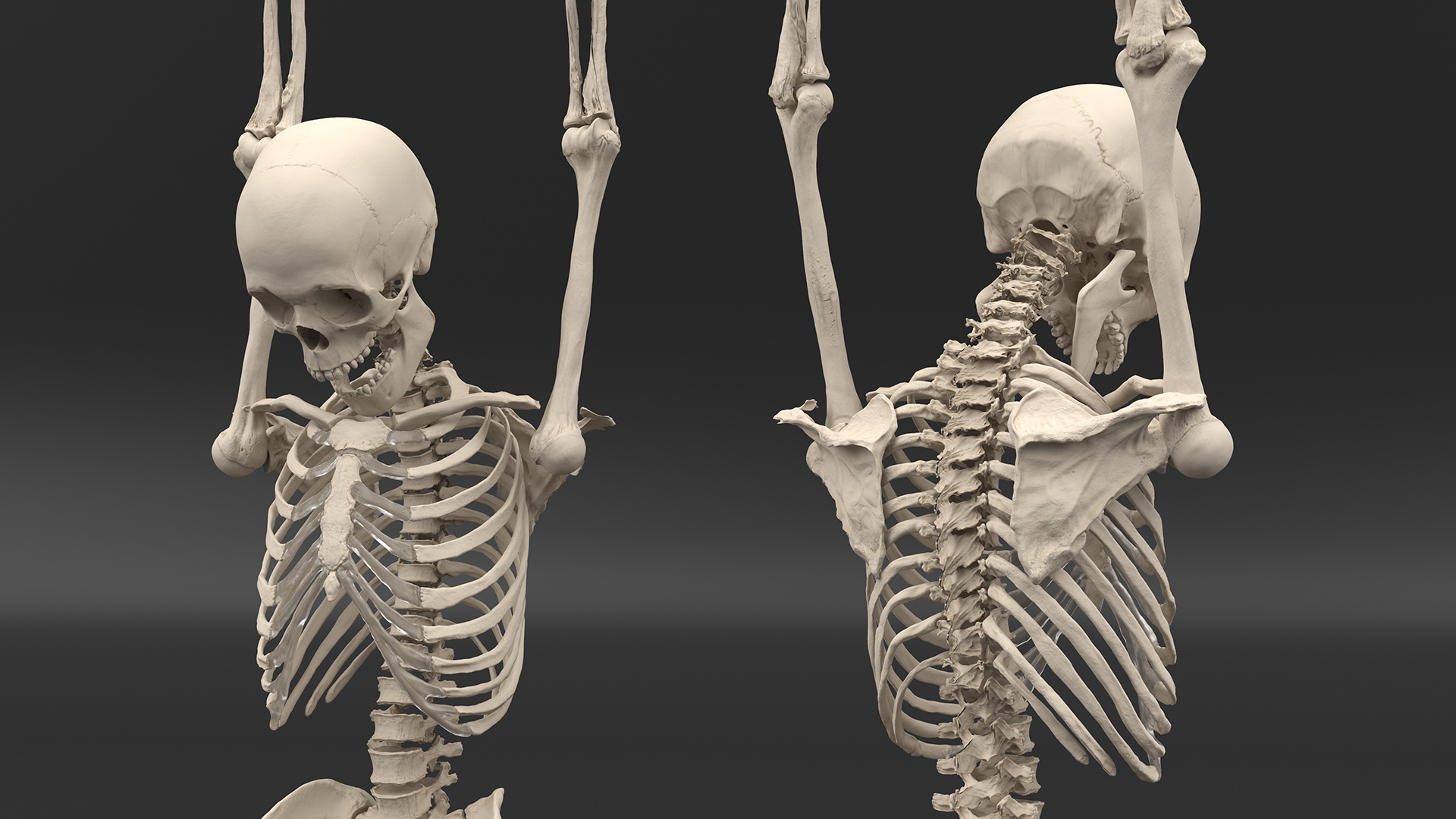3D Human Male Skeleton Shackled model