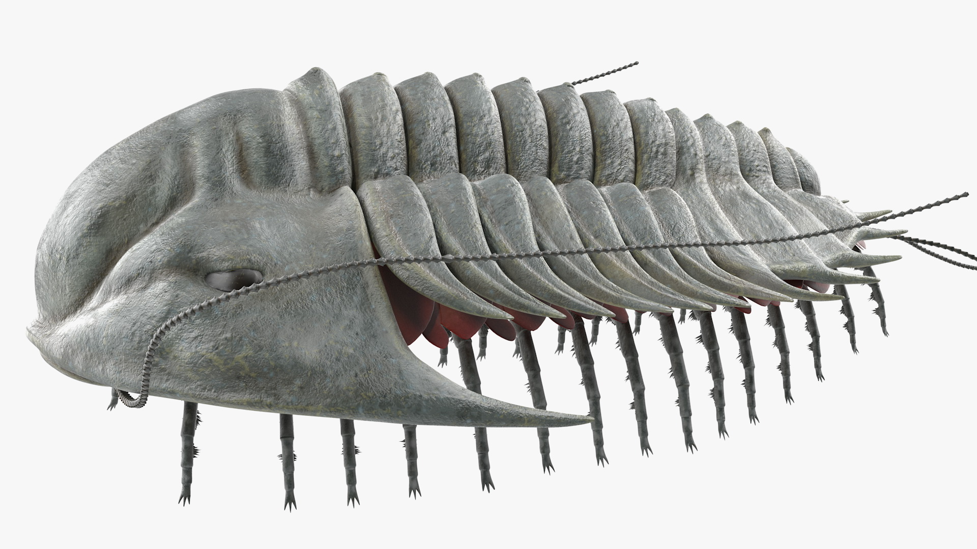 3D model Trilobite Fur Rigged