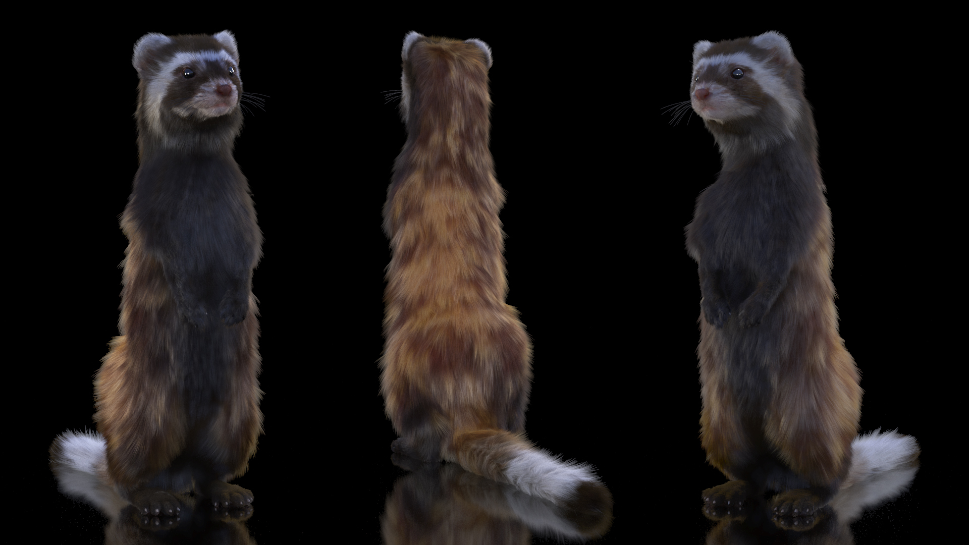3D model Vormela Peregusna Stands on His Hind Legs Fur