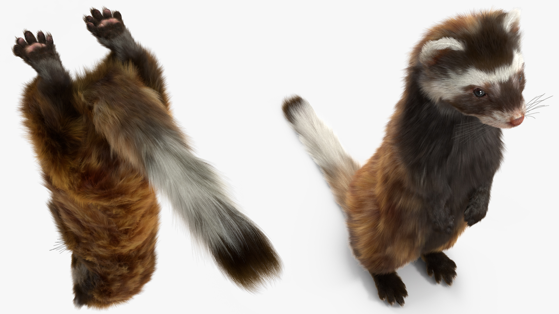 3D model Vormela Peregusna Stands on His Hind Legs Fur