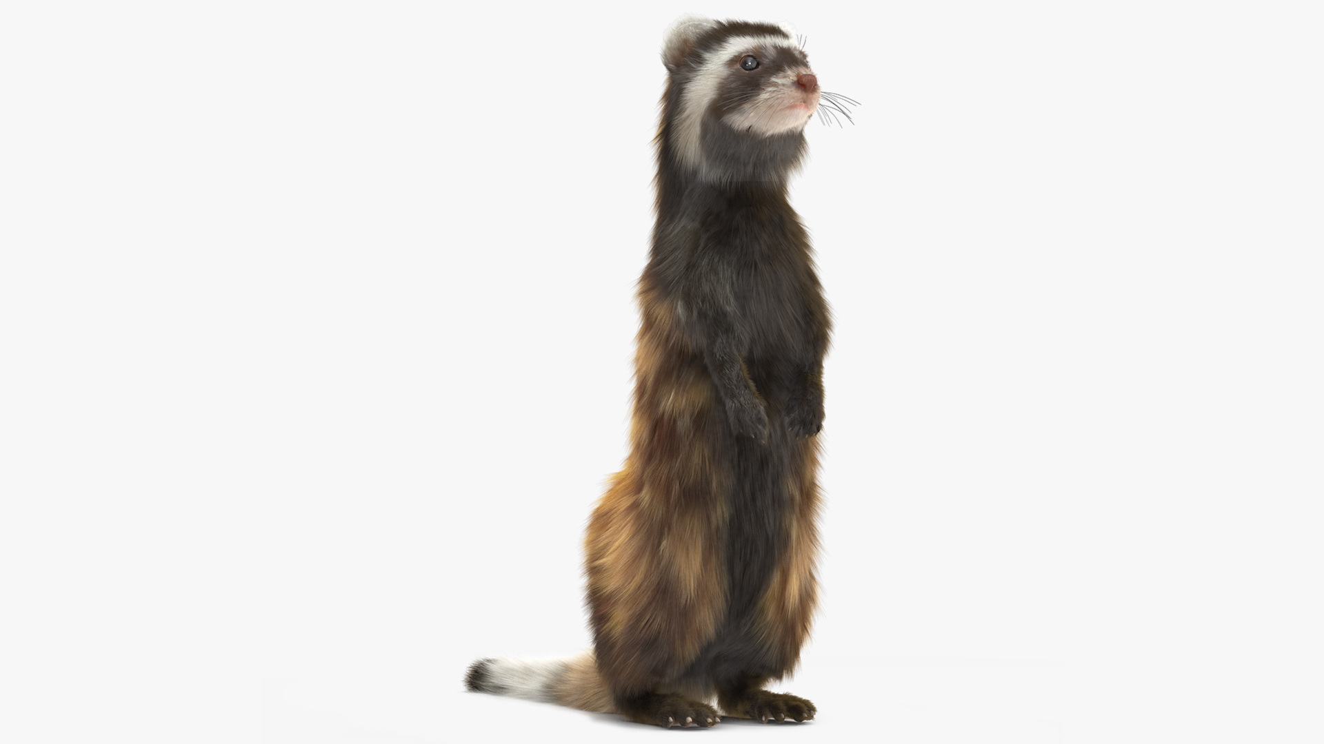 3D model Vormela Peregusna Stands on His Hind Legs Fur