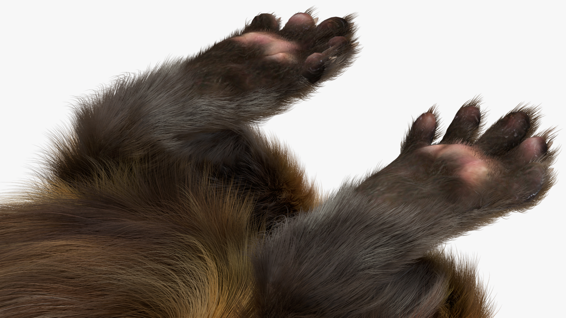 3D model Vormela Peregusna Stands on His Hind Legs Fur