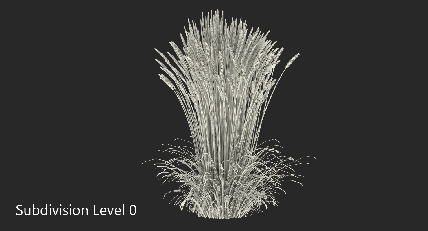 Feather Reed Grass Karl Foerster 3D