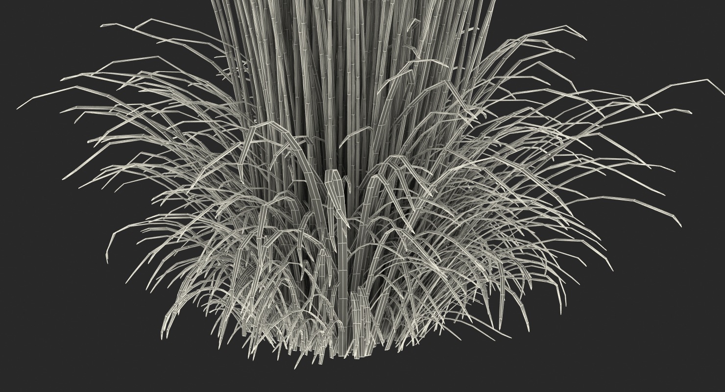 Feather Reed Grass Karl Foerster 3D