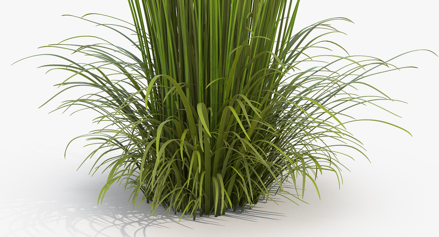 Feather Reed Grass Karl Foerster 3D