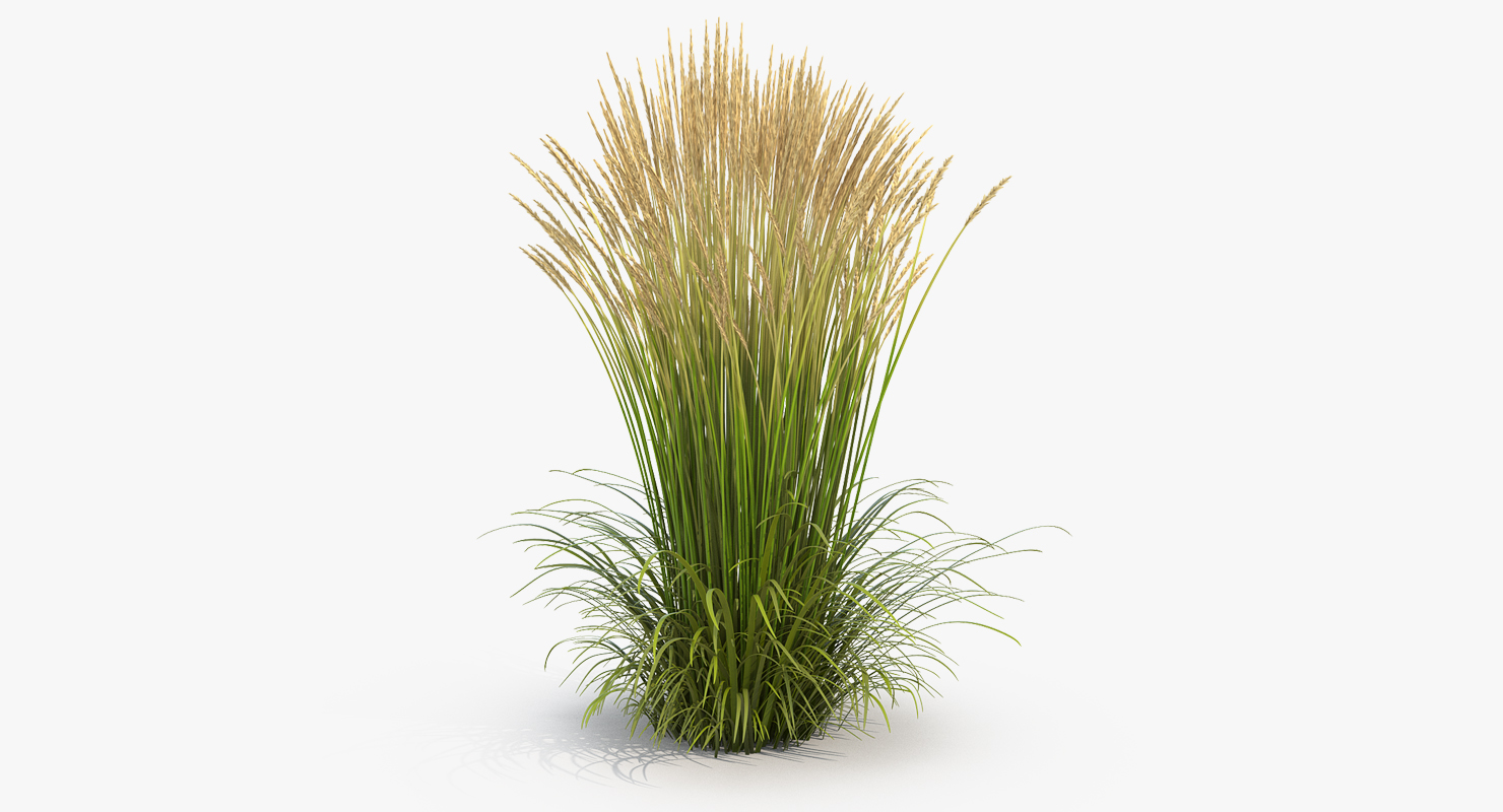 Feather Reed Grass Karl Foerster 3D
