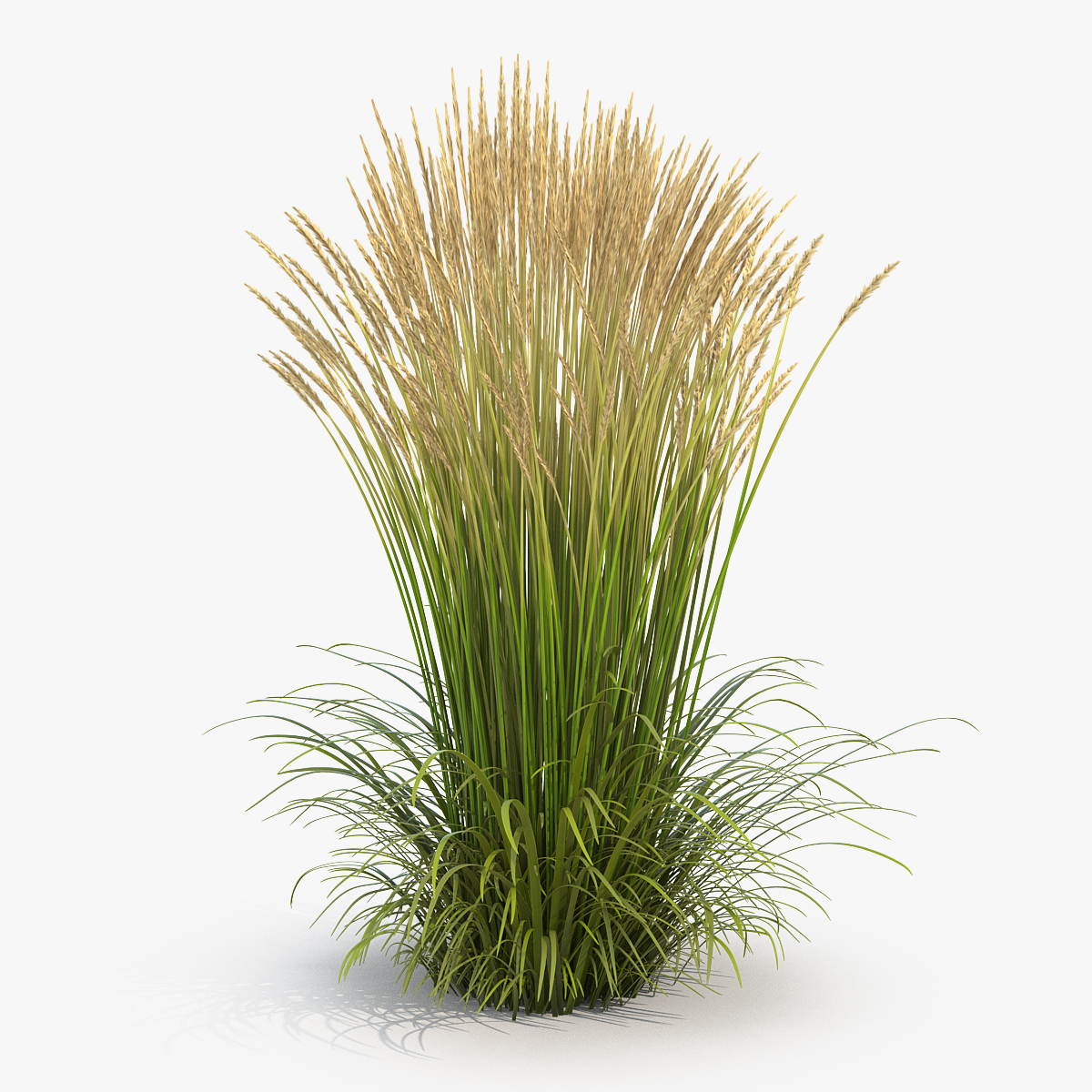Feather Reed Grass Karl Foerster