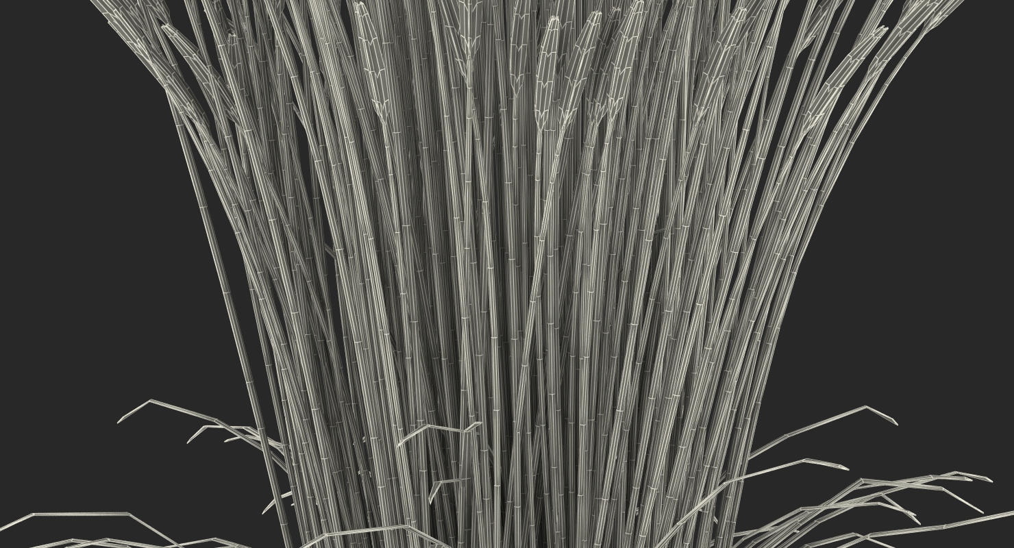 Feather Reed Grass Karl Foerster 3D