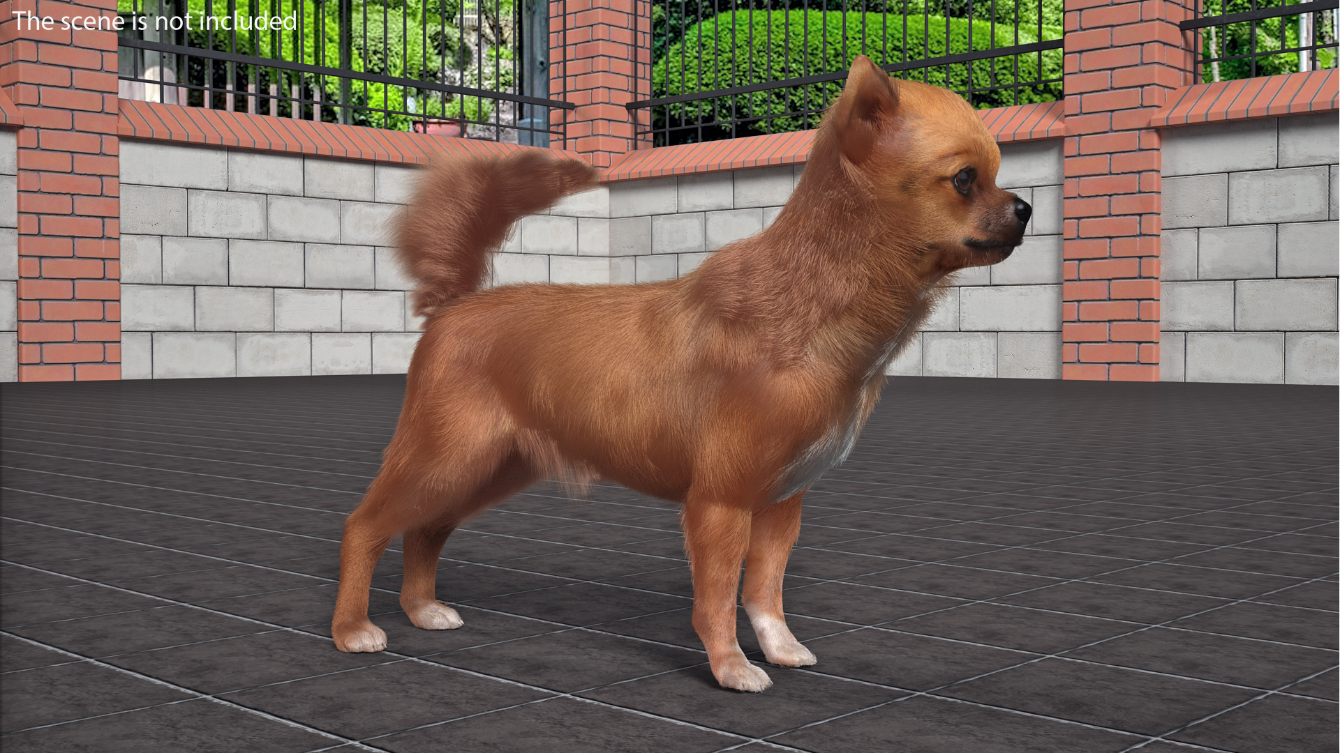 Chihuahua in the Pet Carrier with Fur 3D