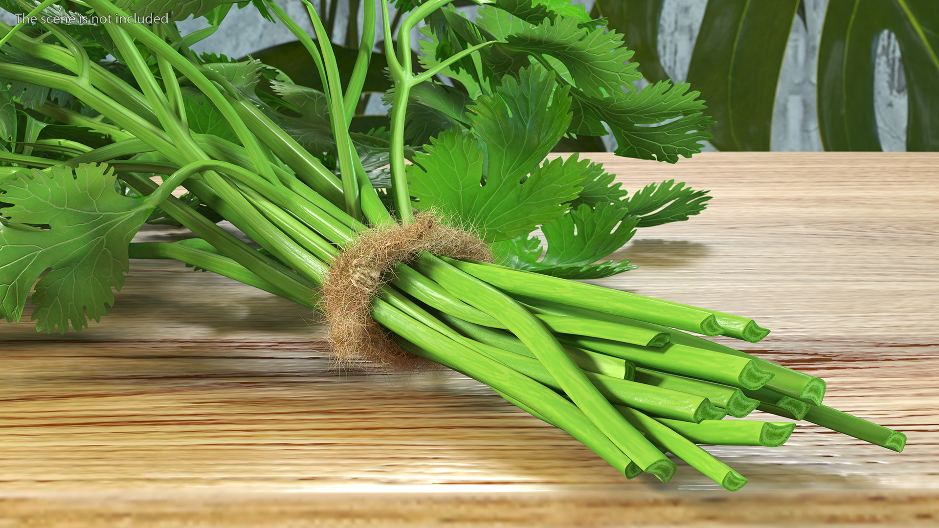 3D Cilantro Bunch With Rope Fur model