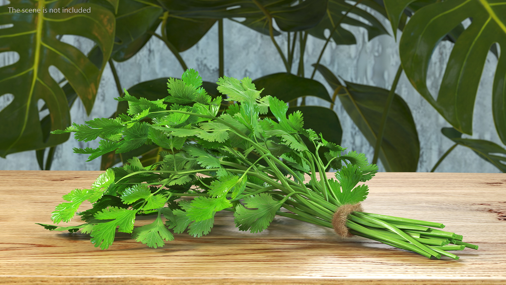 3D Cilantro Bunch With Rope Fur model