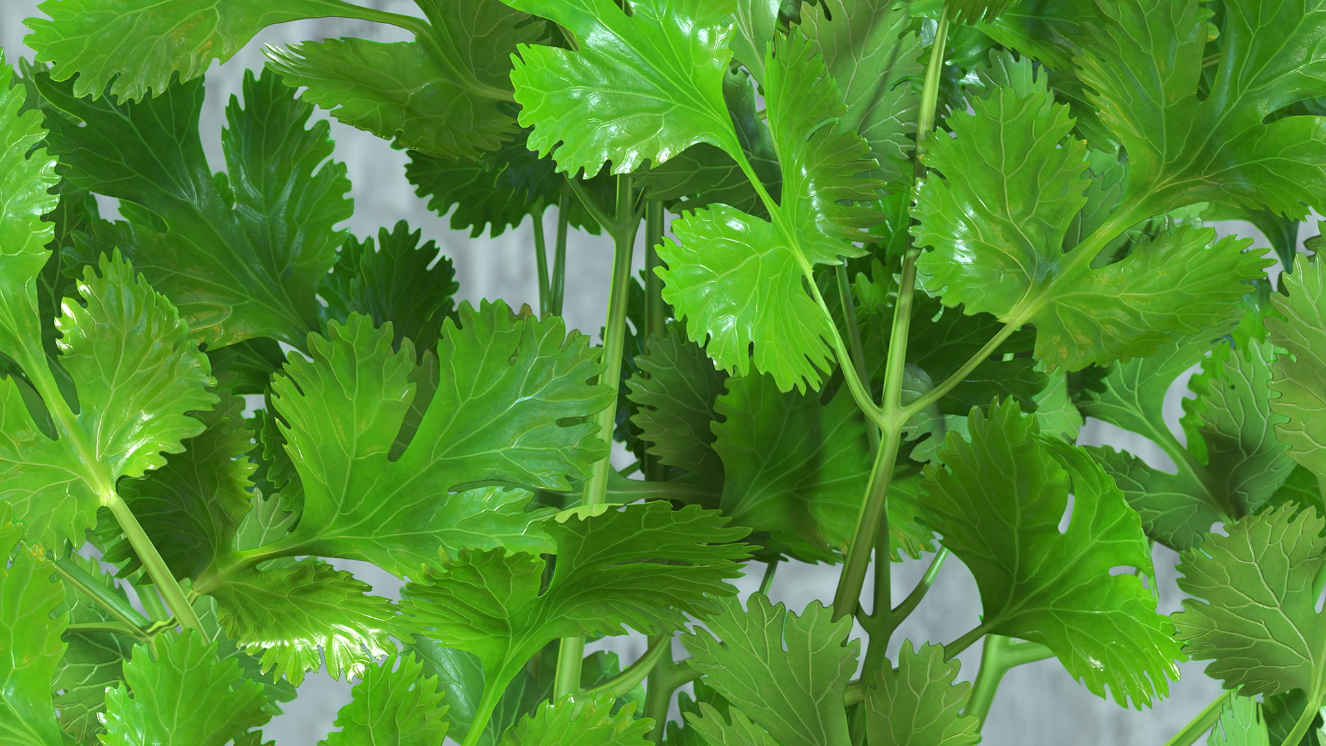 3D Cilantro Bunch With Rope Fur model