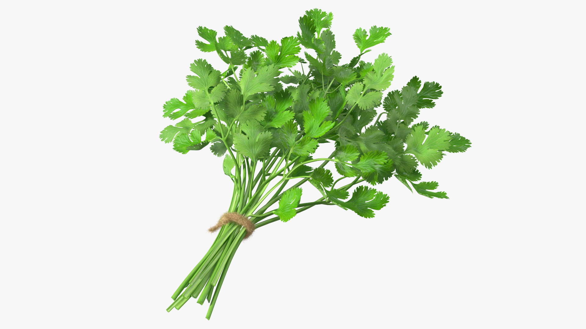 3D Cilantro Bunch With Rope Fur model
