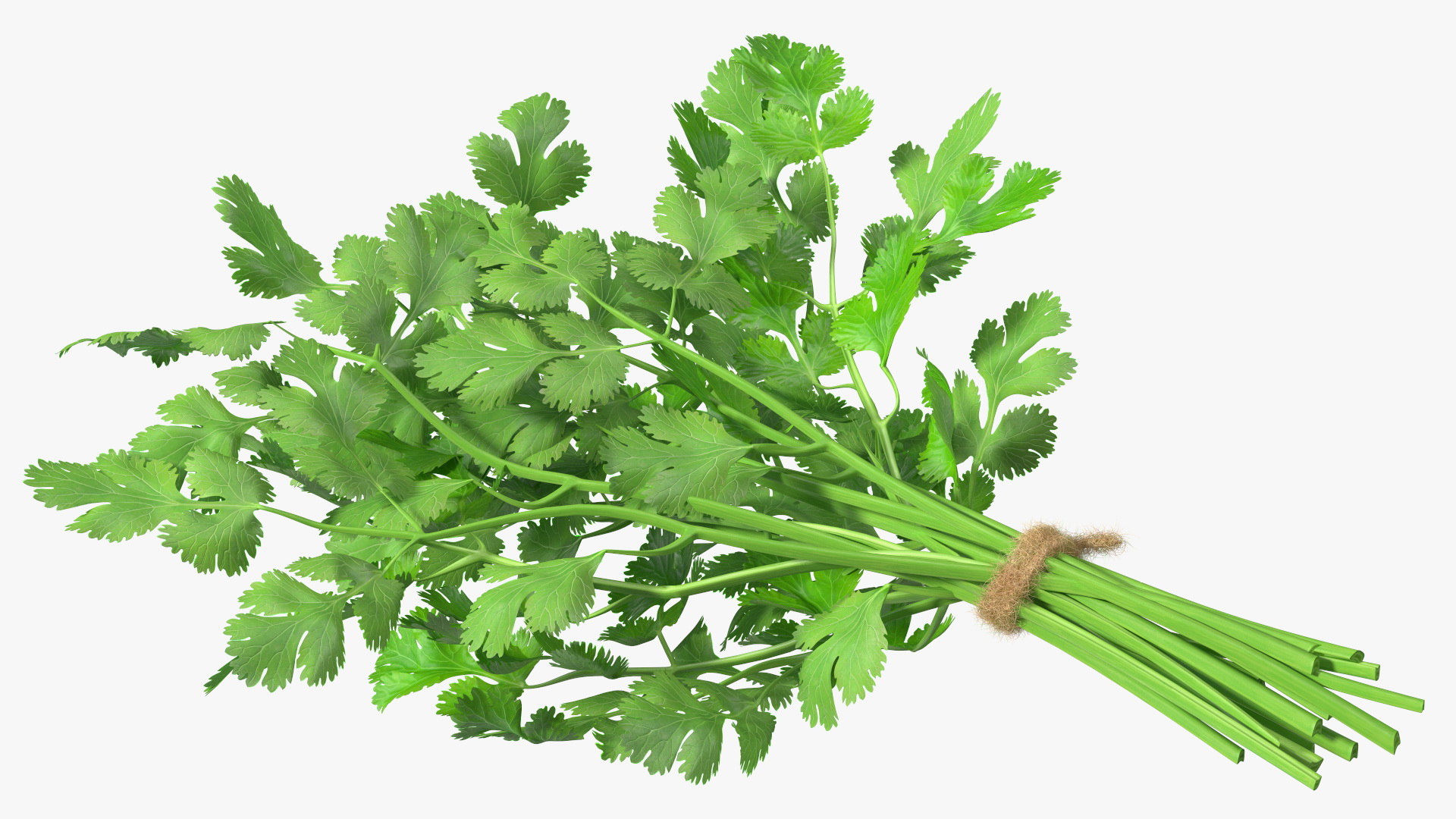 3D Cilantro Bunch With Rope Fur model