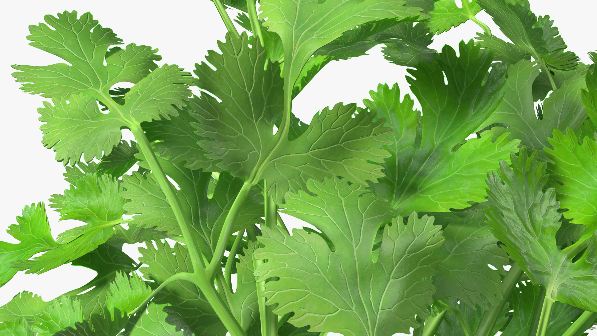 3D Cilantro Bunch With Rope Fur model