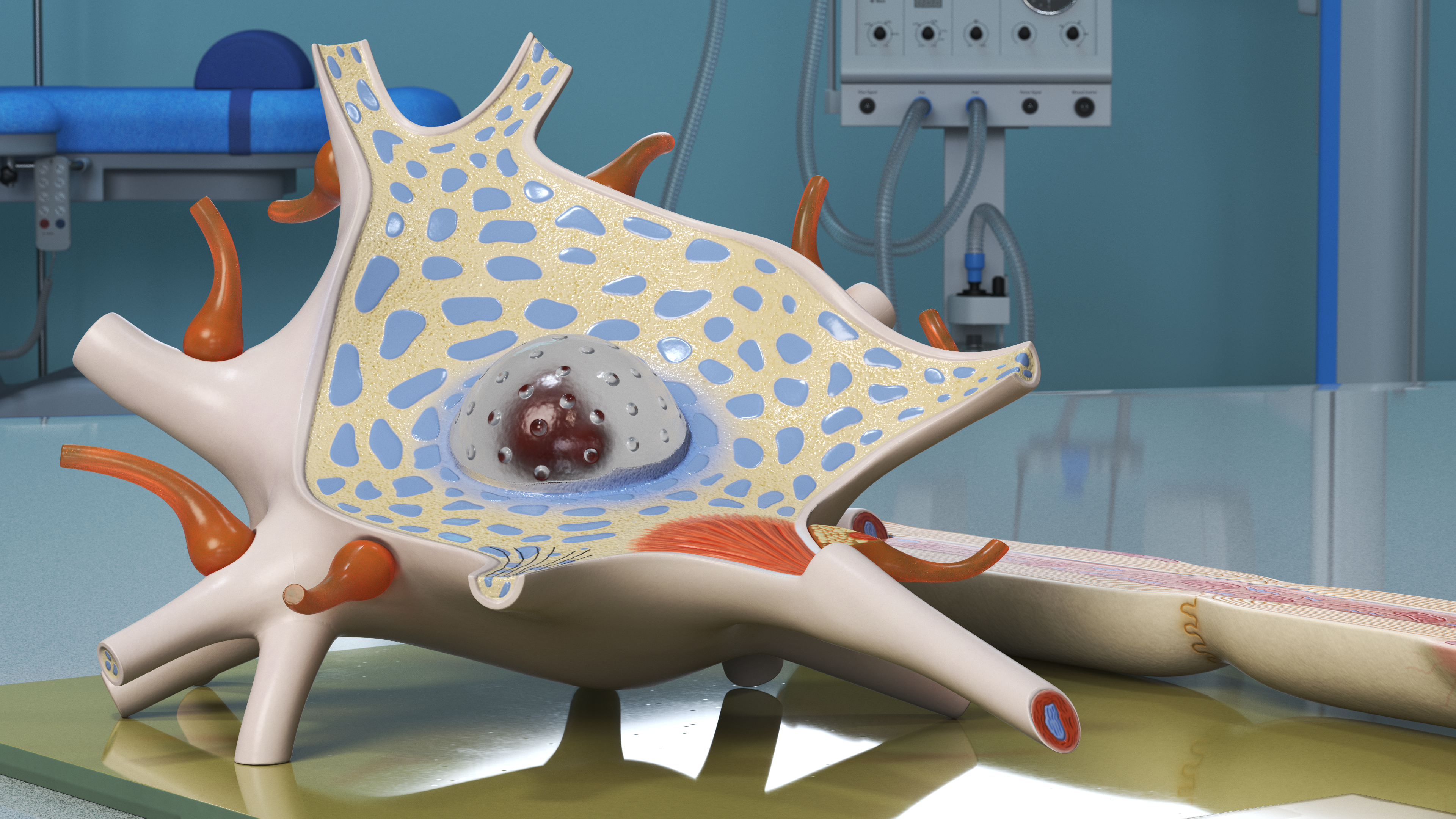 Human Neuron Model Cross-Section on Stand(1), view 8