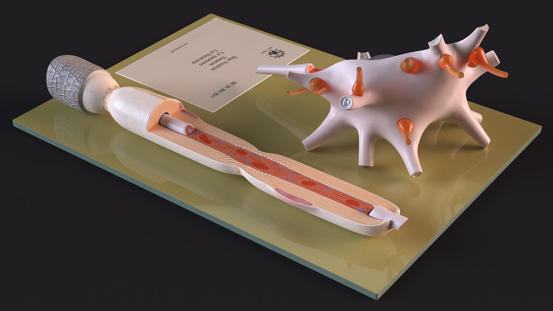 3D Human Neuron Model Cross-Section on Stand