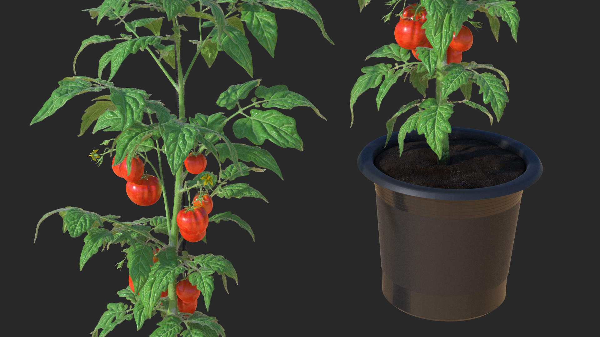 3D Ripe Tomatoes Fruits and Flowers in Pot Fur model
