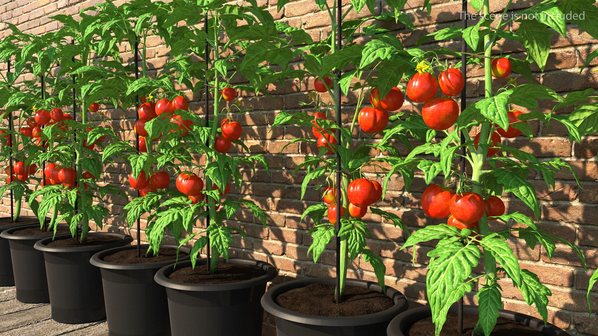 3D Ripe Tomatoes Fruits and Flowers in Pot Fur model