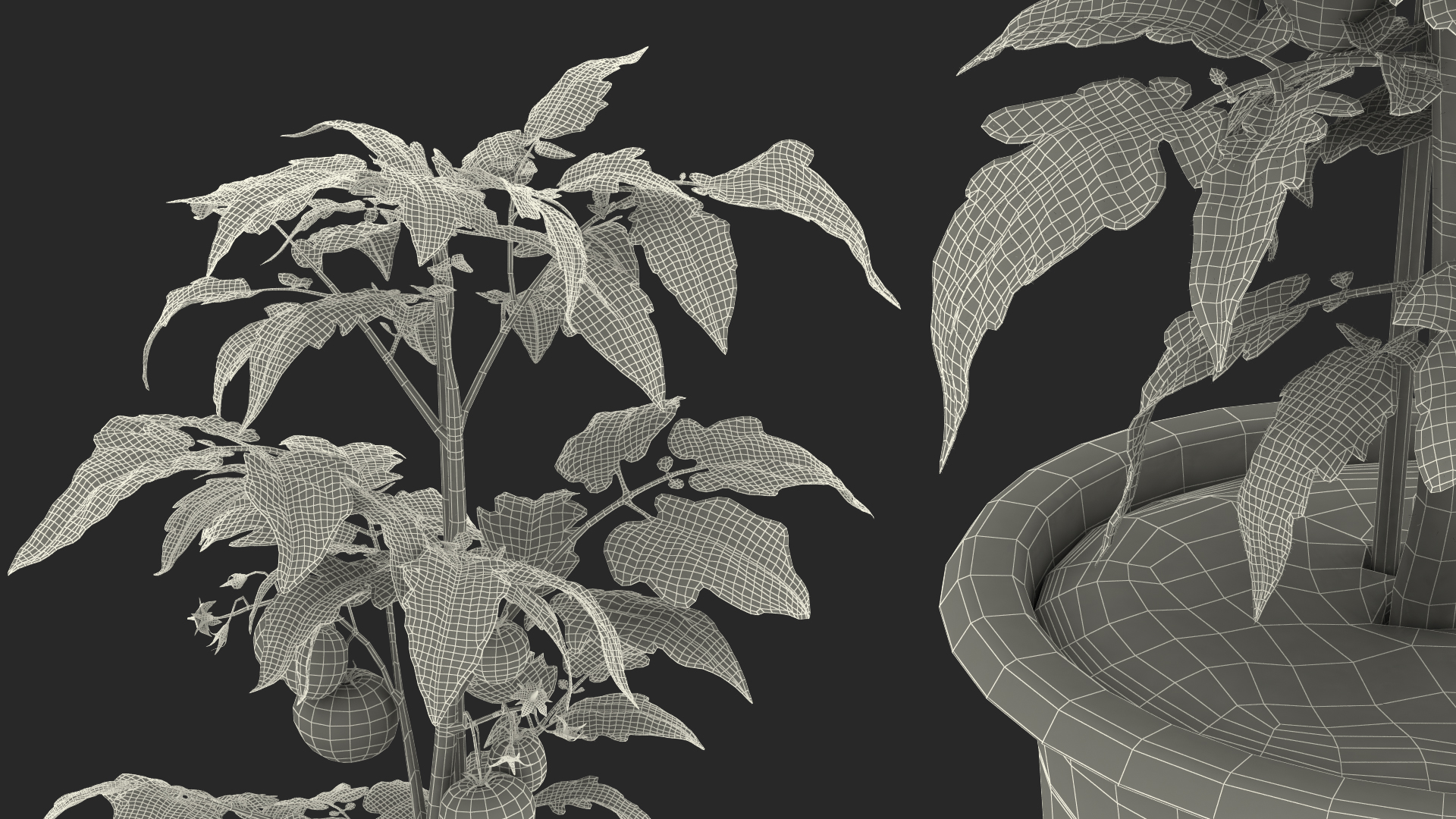 3D Ripe Tomatoes Fruits and Flowers in Pot Fur model