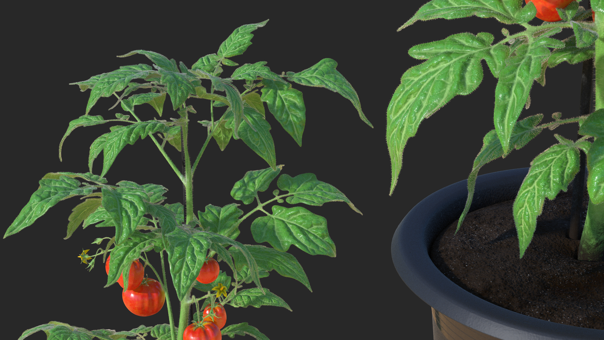 3D Ripe Tomatoes Fruits and Flowers in Pot Fur model