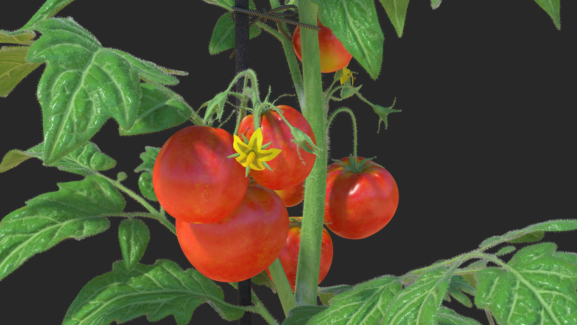 3D Ripe Tomatoes Fruits and Flowers in Pot Fur model