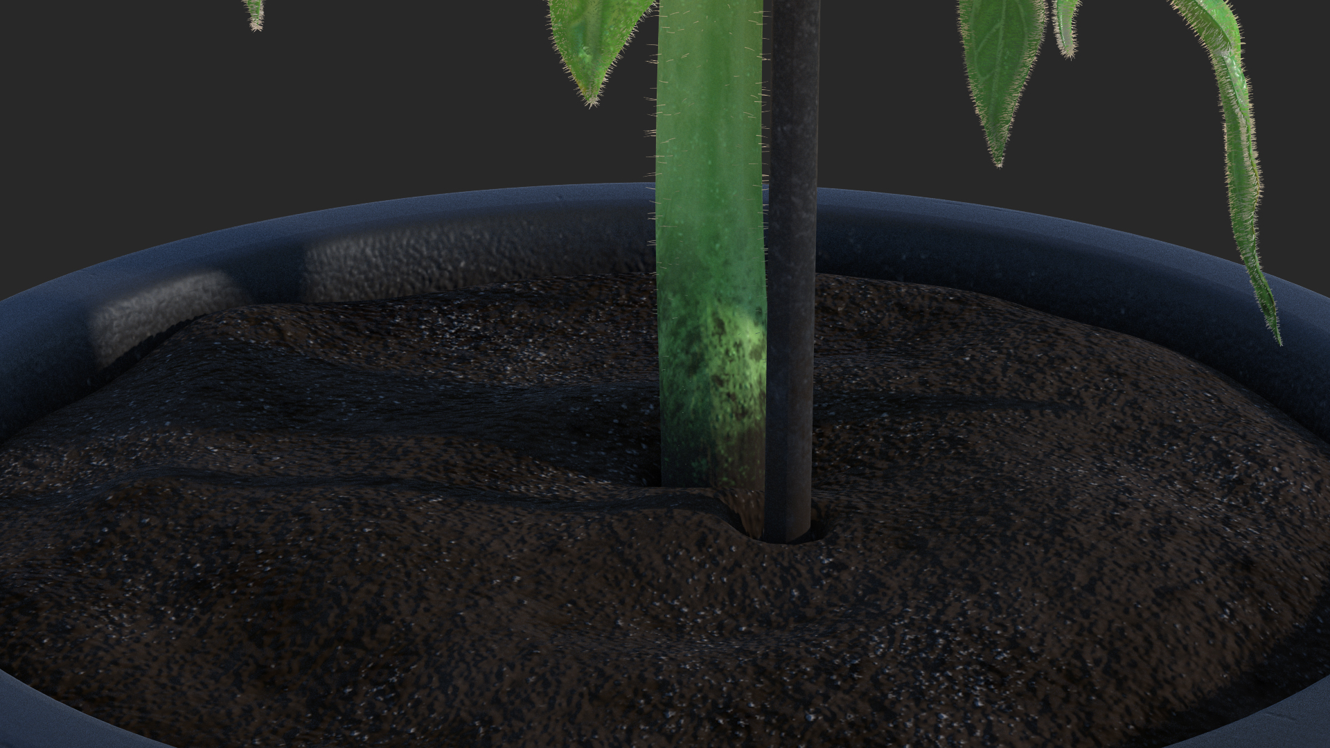 3D Ripe Tomatoes Fruits and Flowers in Pot Fur model