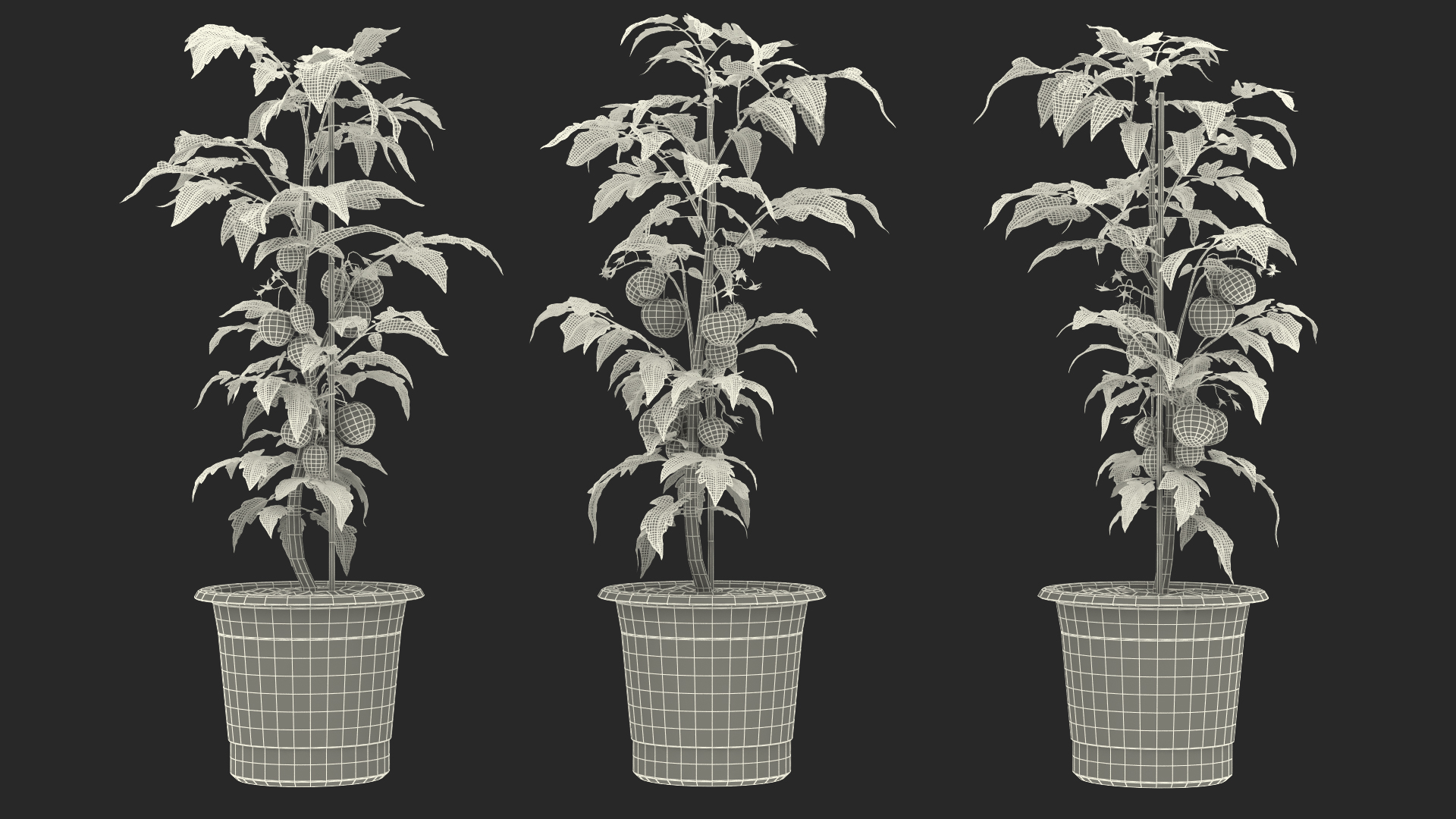 3D Ripe Tomatoes Fruits and Flowers in Pot Fur model