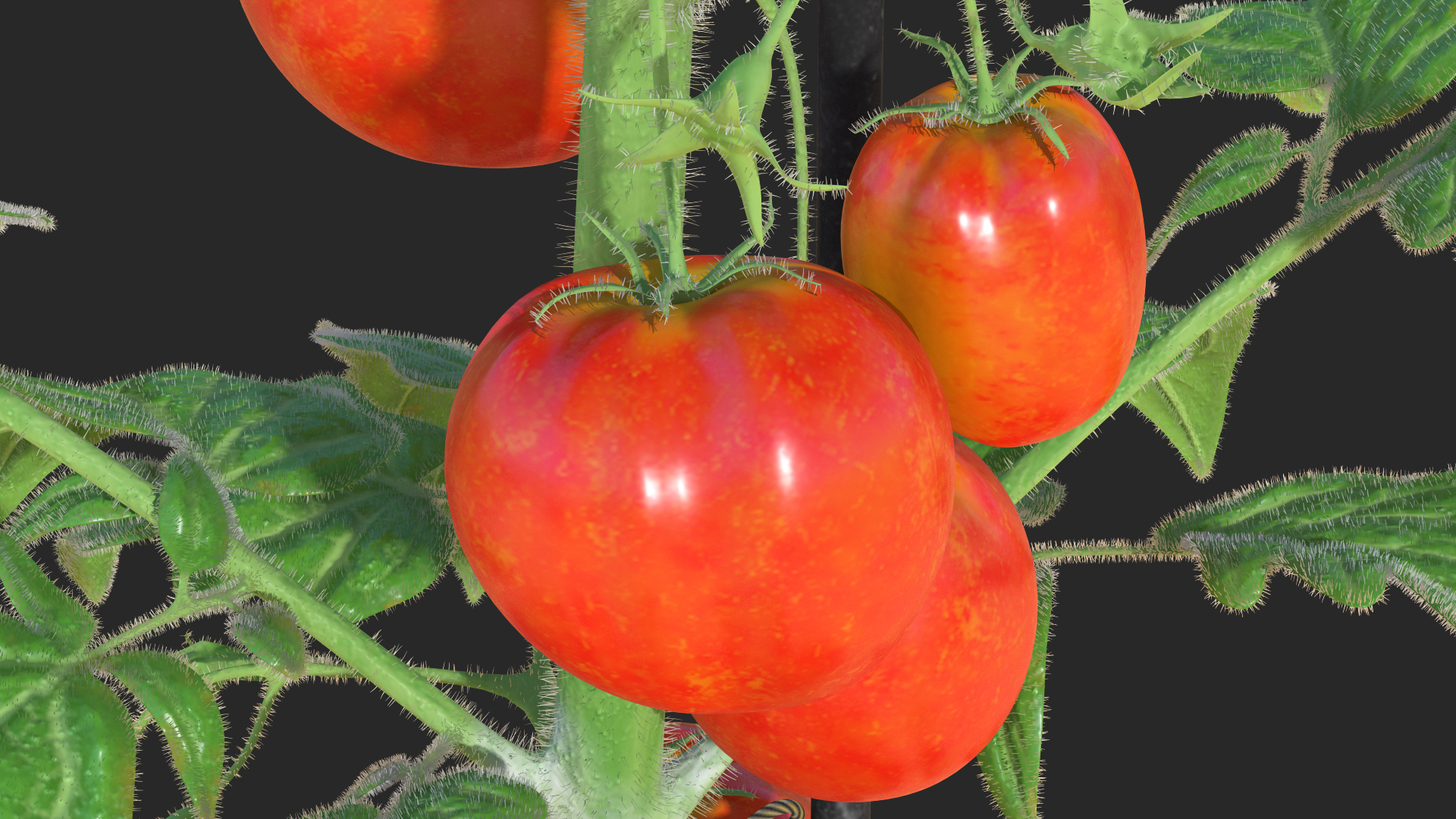 3D Ripe Tomatoes Fruits and Flowers in Pot Fur model