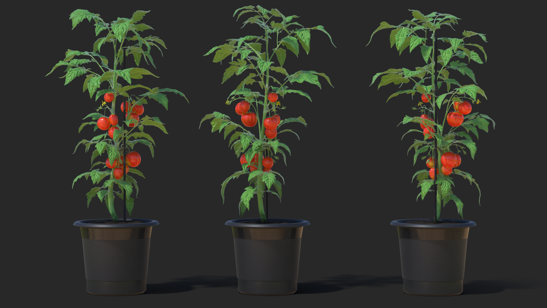 3D Ripe Tomatoes Fruits and Flowers in Pot Fur model