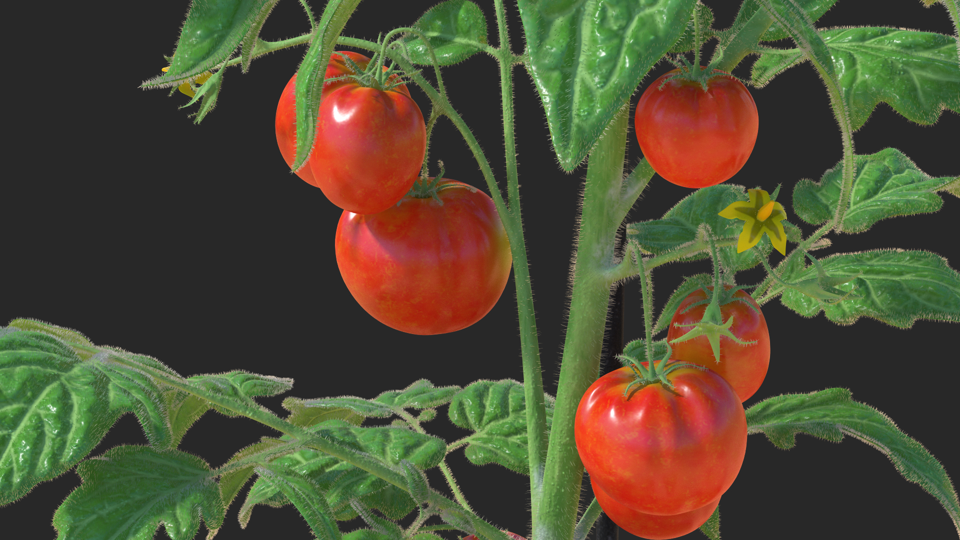 3D Ripe Tomatoes Fruits and Flowers in Pot Fur model