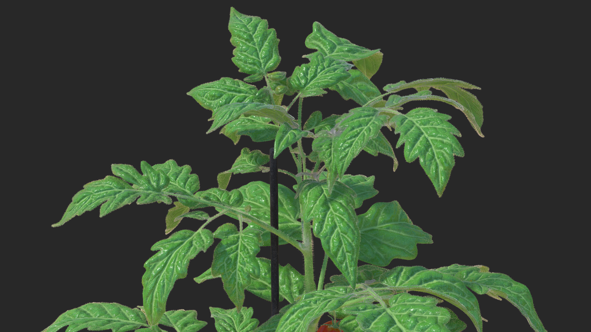 3D Ripe Tomatoes Fruits and Flowers in Pot Fur model