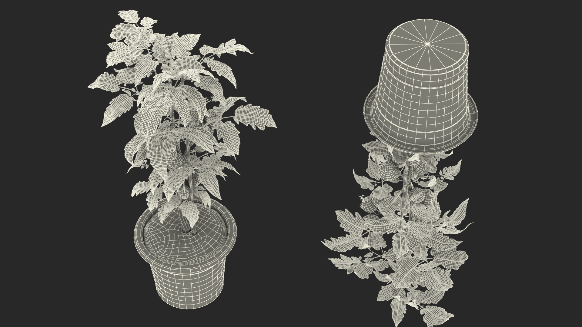 3D Ripe Tomatoes Fruits and Flowers in Pot Fur model