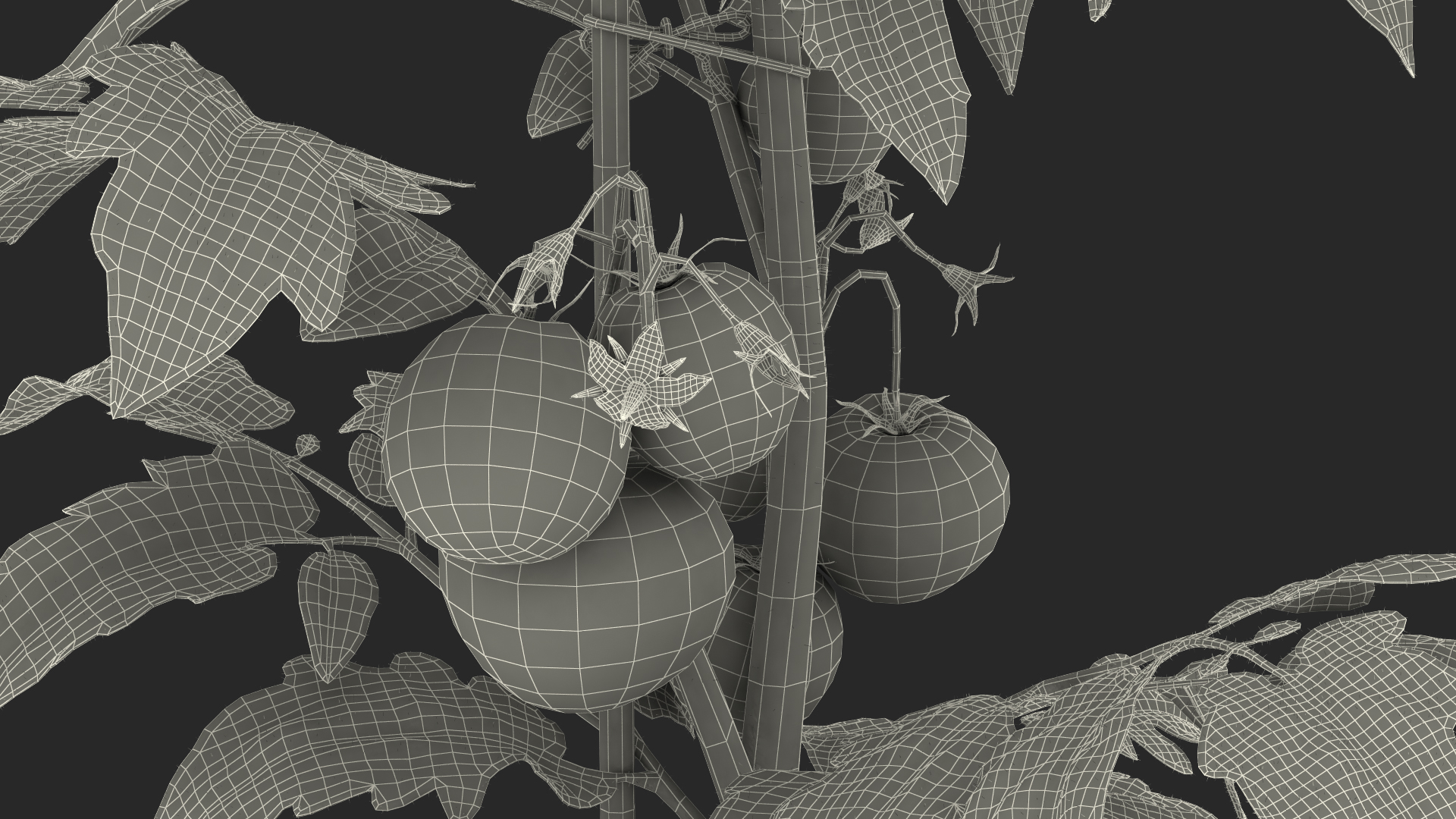 3D Ripe Tomatoes Fruits and Flowers in Pot Fur model