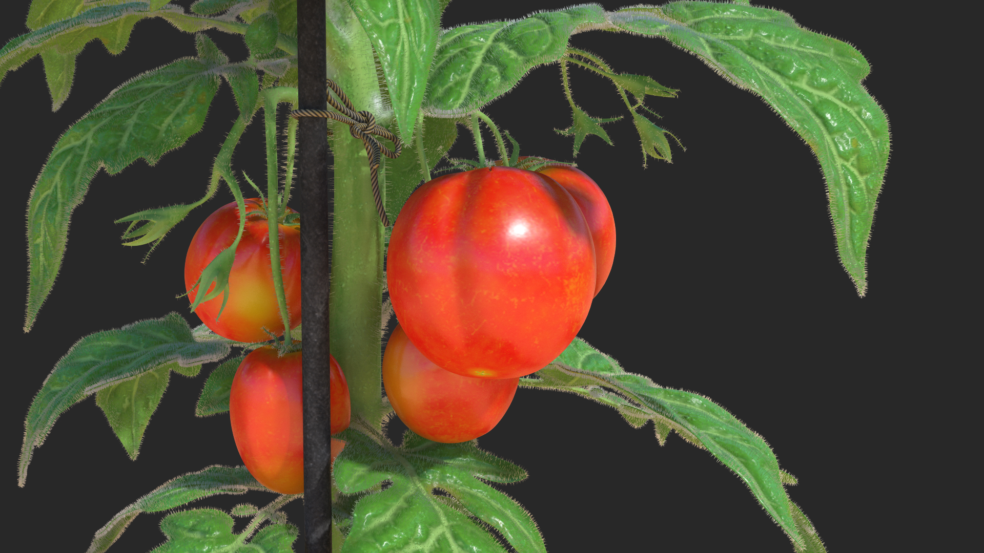 3D Ripe Tomatoes Fruits and Flowers in Pot Fur model