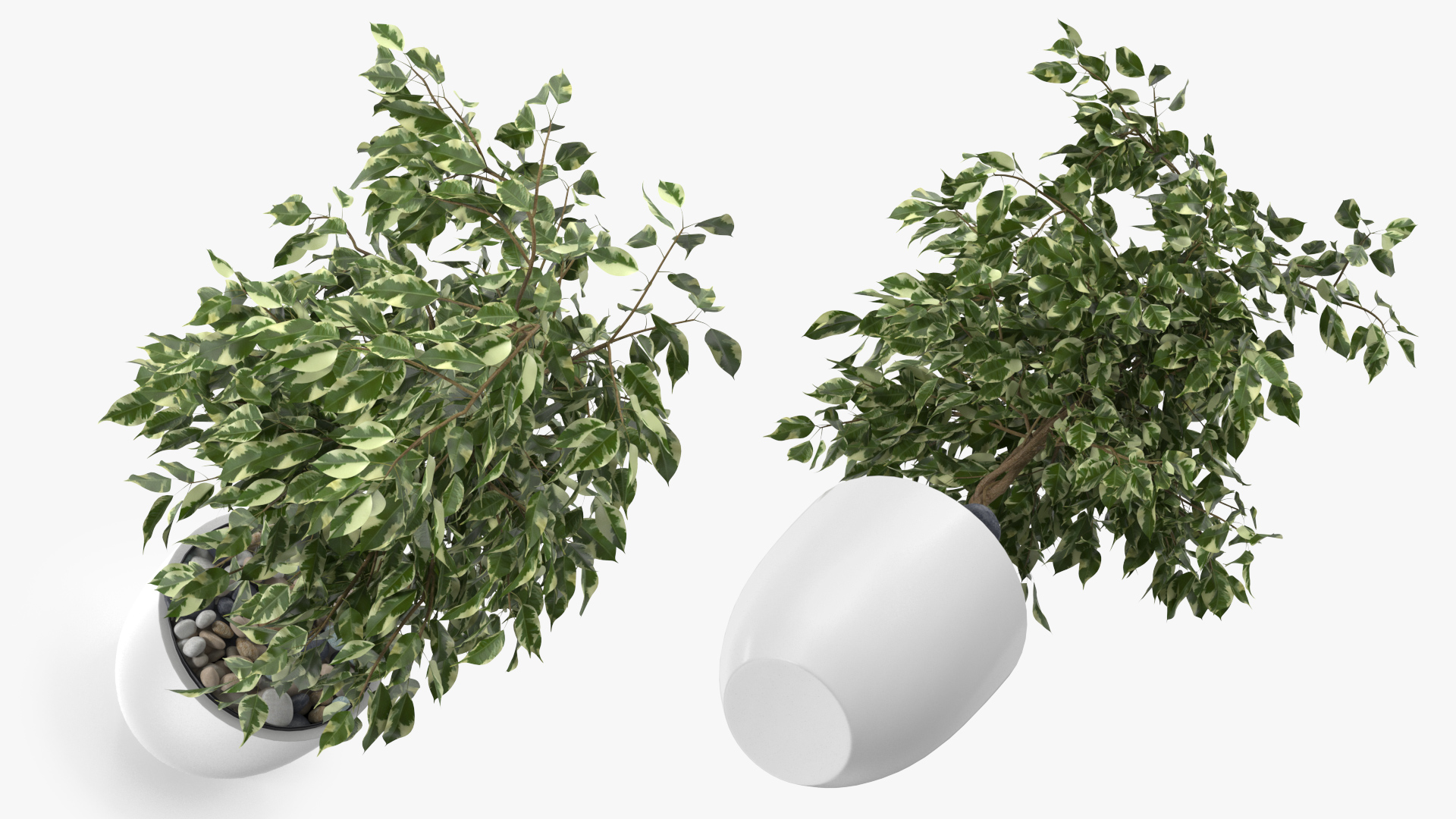 3D Ficus Benjamina Variegated Weeping Fig model