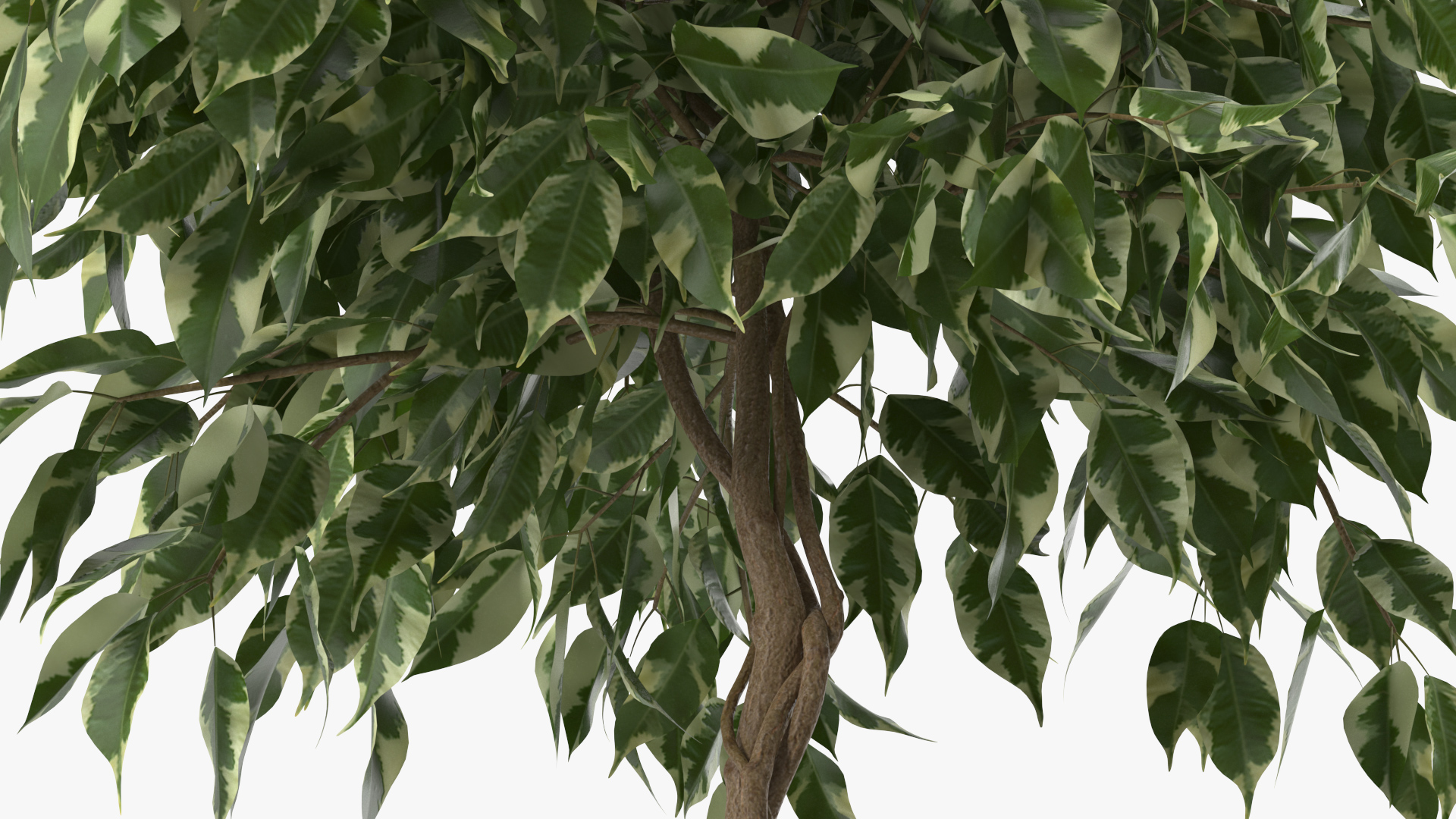 3D Ficus Benjamina Variegated Weeping Fig model
