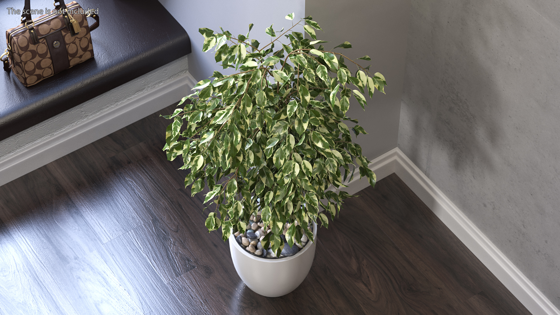 3D Ficus Benjamina Variegated Weeping Fig model