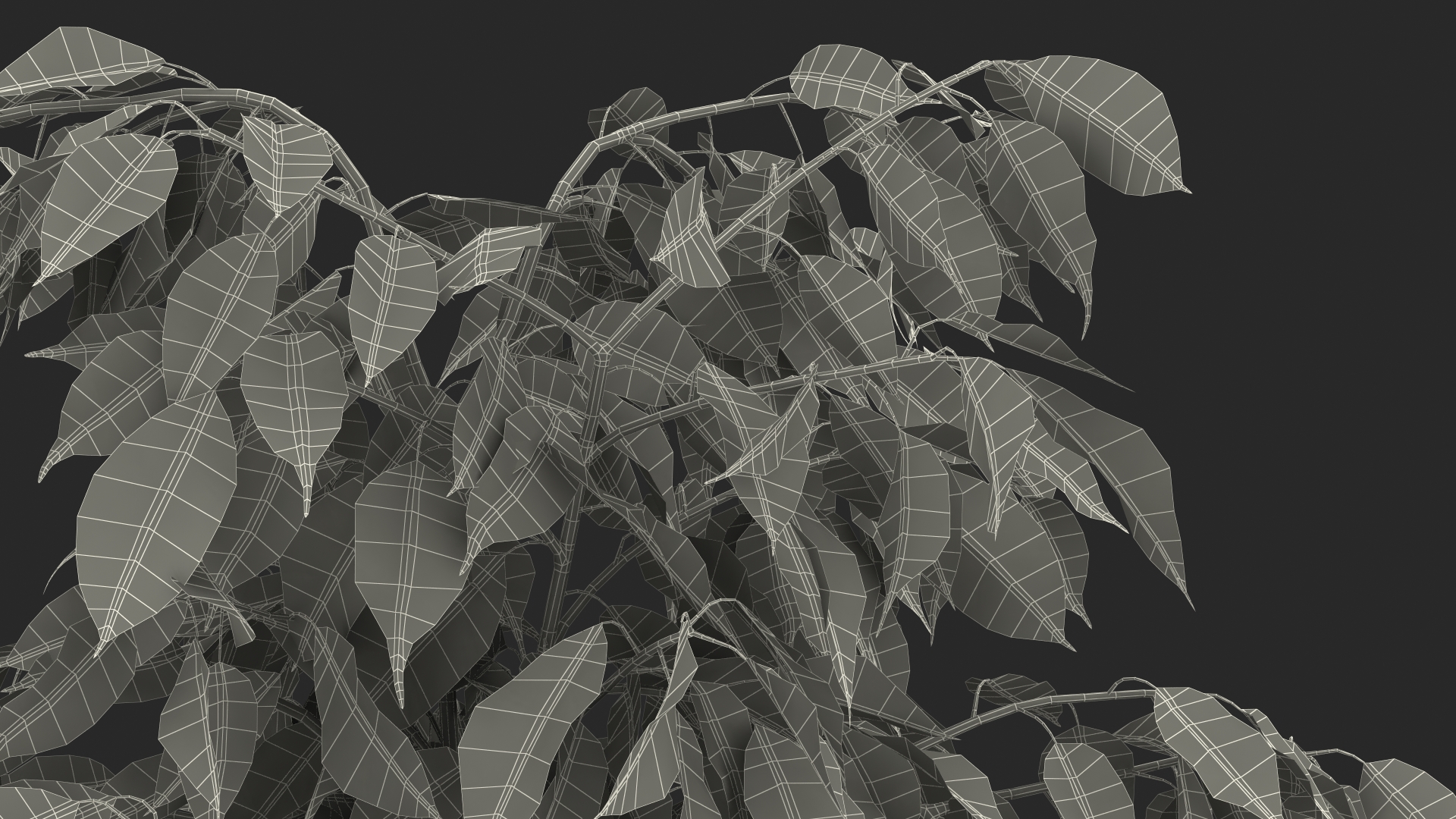 3D Ficus Benjamina Variegated Weeping Fig model