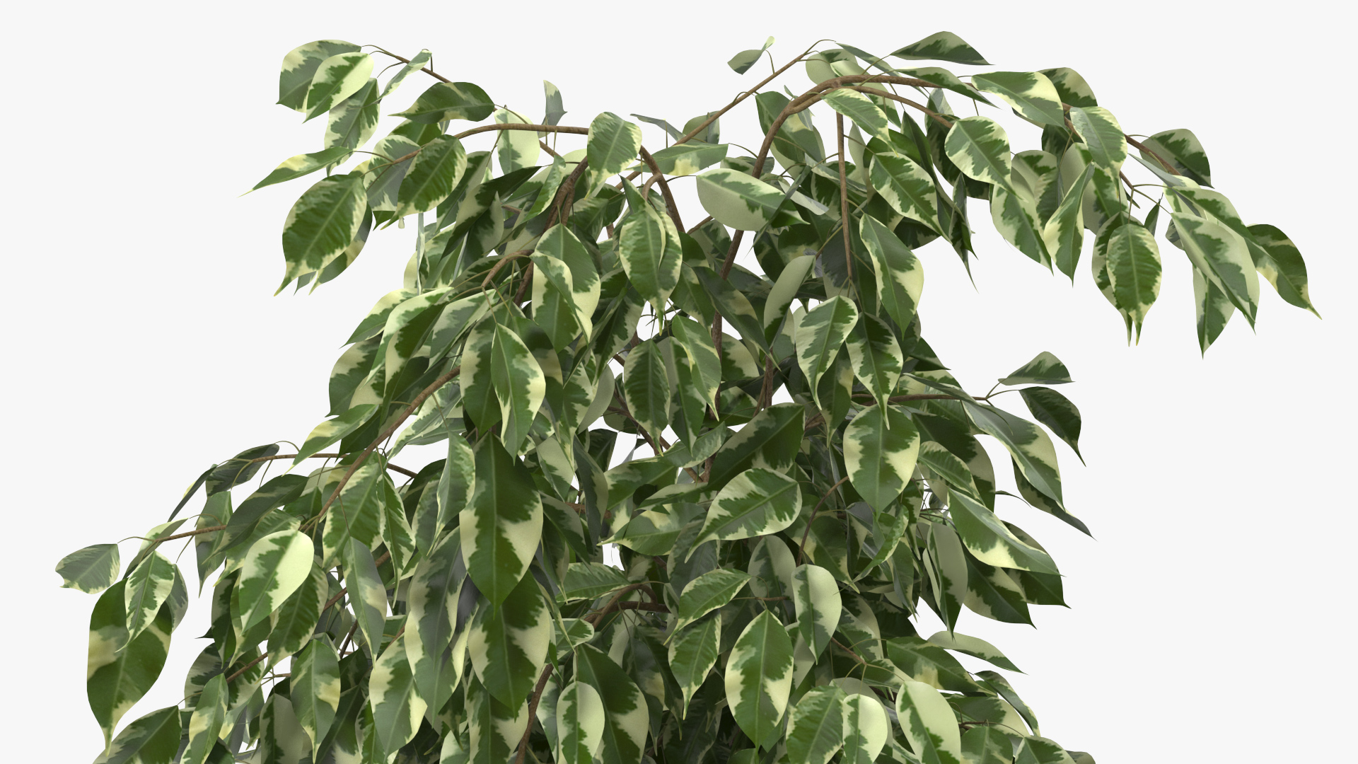 3D Ficus Benjamina Variegated Weeping Fig model